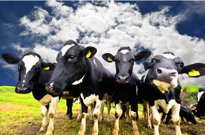 ASB still looking for rural lending growth | interest.co.nz