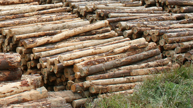 T me logs market. Wooden log Asset Maya.
