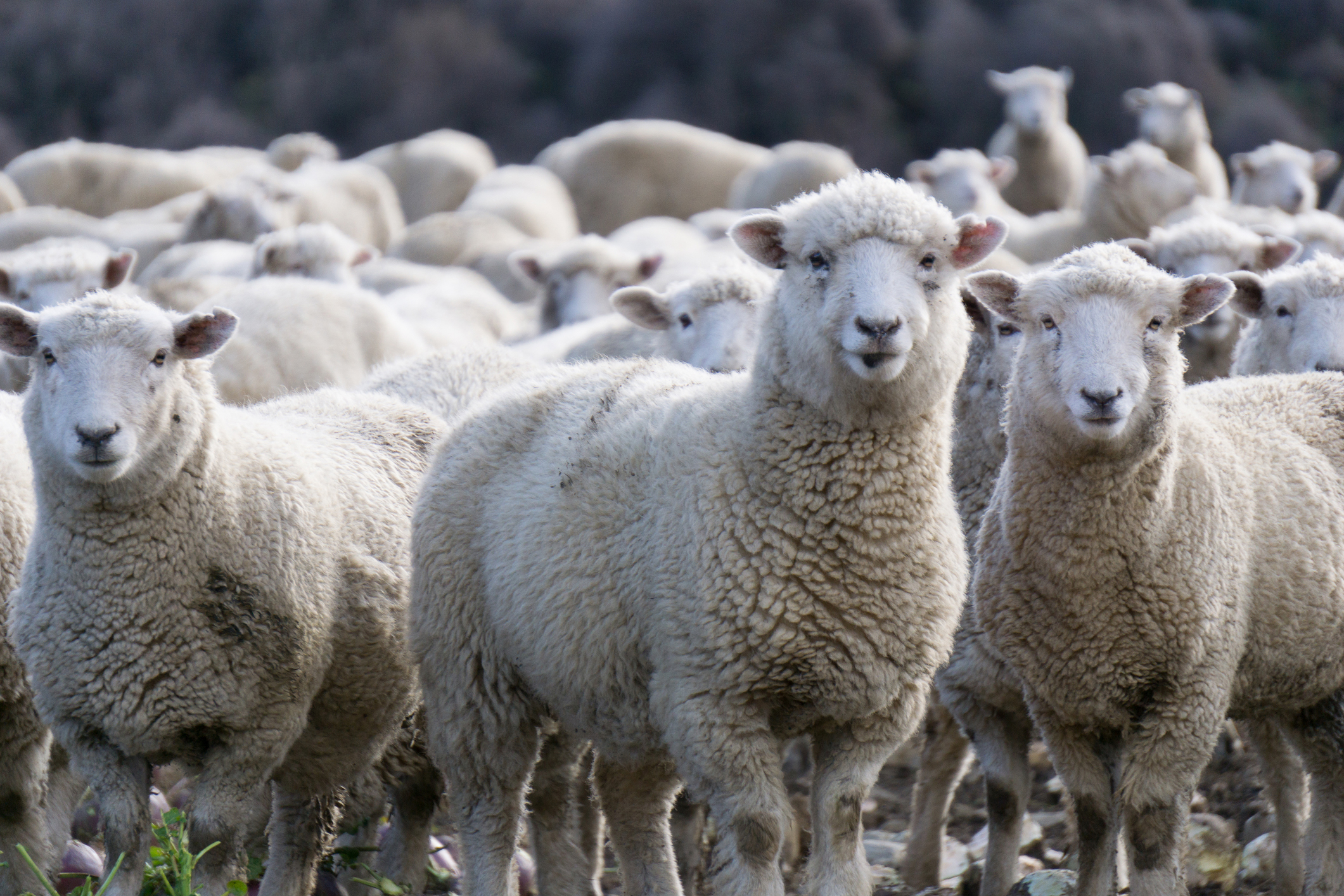 rising-productivity-masks-decline-interest-co-nz