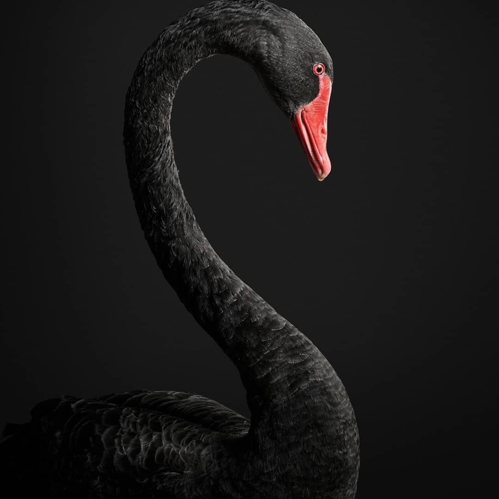 Profile picture for user The Black Swan