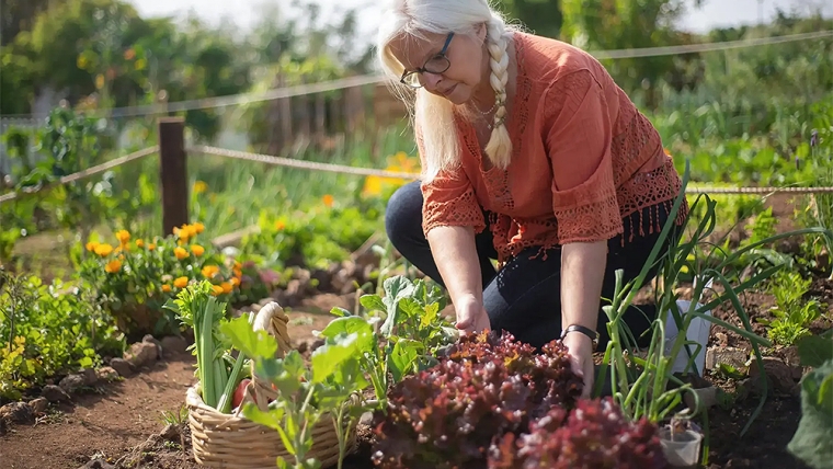 Backyard vegetable garden