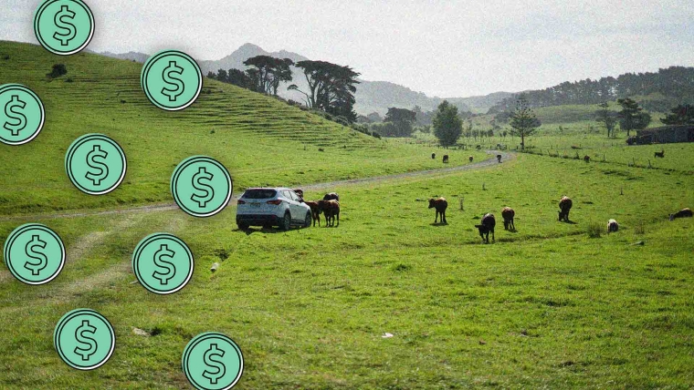 A composite image of a herd of cattle and a car in Whangārei Heads overlayed with dollar signs.