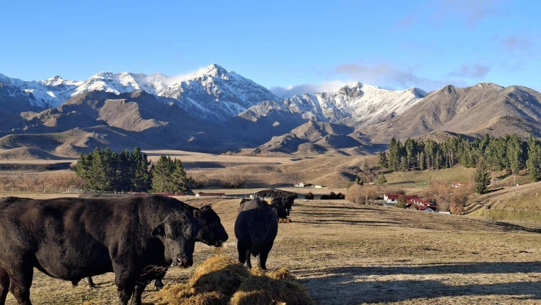 high country cattle