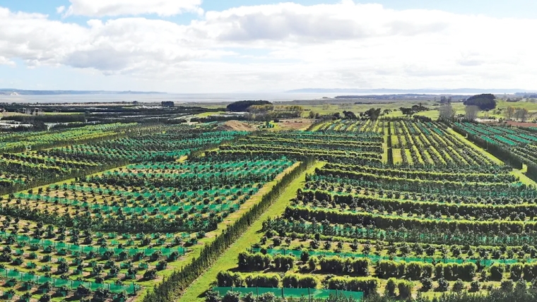 Avocado orchards