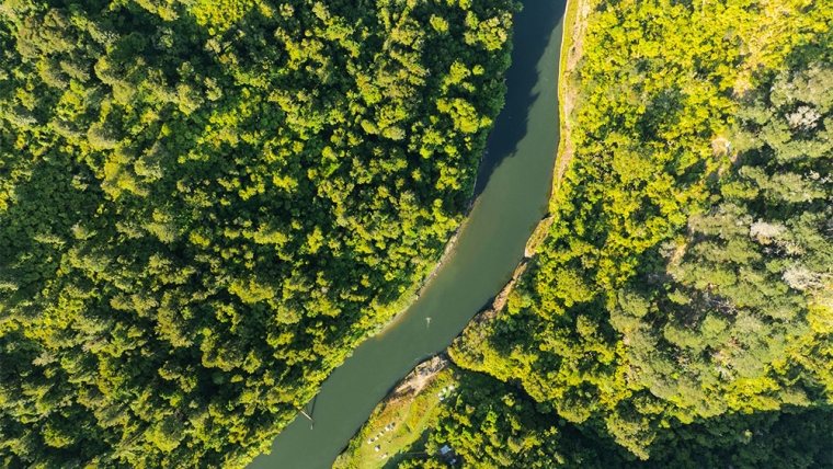 forest and river