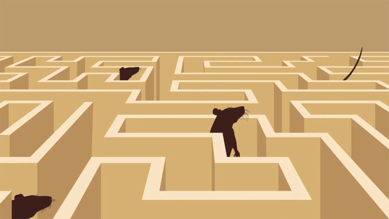 rats in a maze