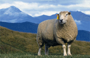 A Landcorp Lamb Supreme ram on Kepler Farm in the Te Anau Basin