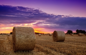 <a href="http://www.shutterstock.com/">Image sourced from Shutterstock.com</a>