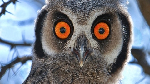 Owl blink