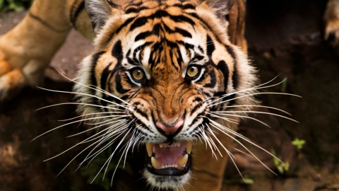 Angry tiger