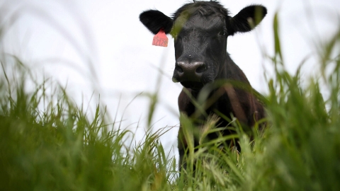 Steer earing grass