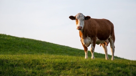 Cow