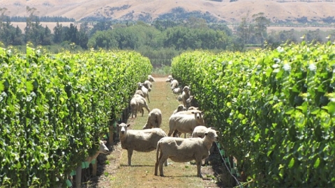 sheep in vineyard