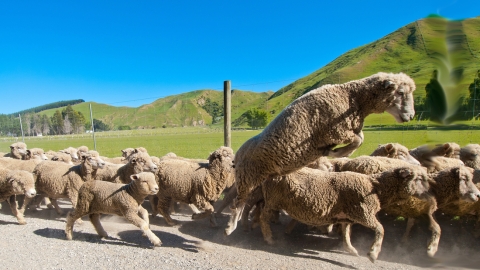 sheep jumping