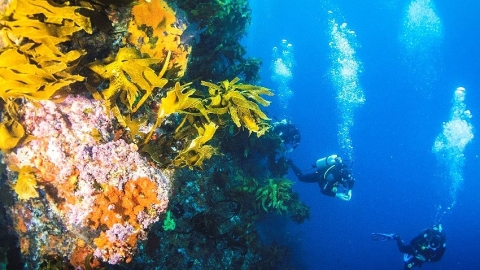 Diving at Poor Knights Island, off Tutukaka, Northland