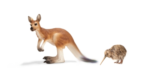 Kiwi following kangaroo