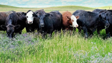 Cattle grazing