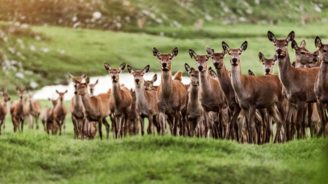 Deer herd