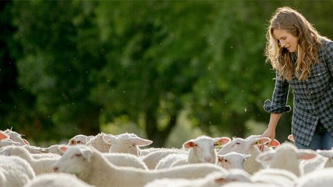 milking sheep