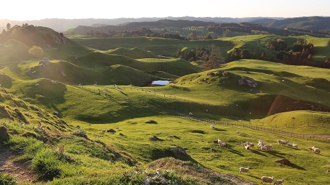 Sheep farm