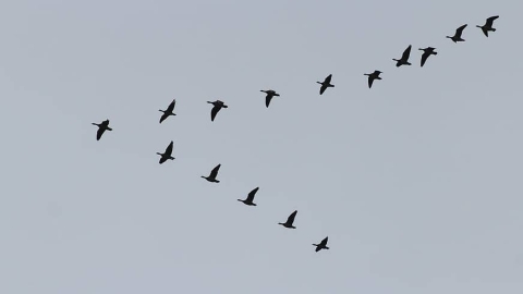 migration-birds