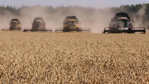 Wheat harvesting