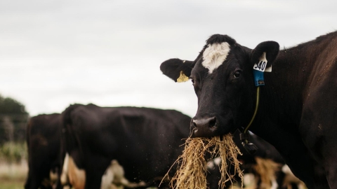 dairy cow feeding