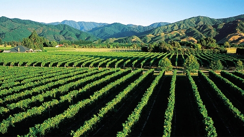 Martinborough vineyard