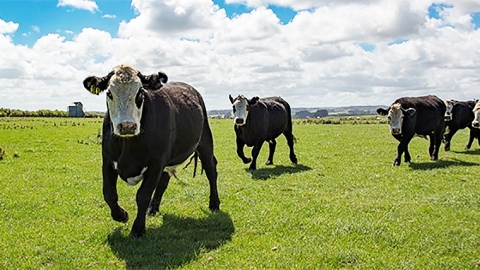 Running steers