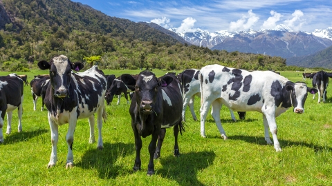 cows grazing