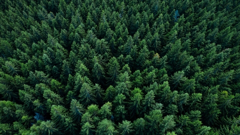 Pine forest canopy