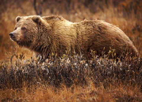 Grizzly bear