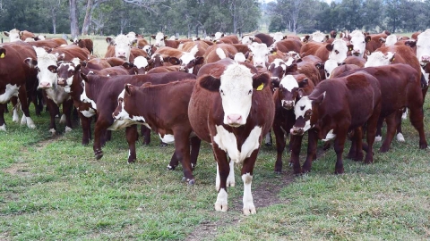 beef cattle