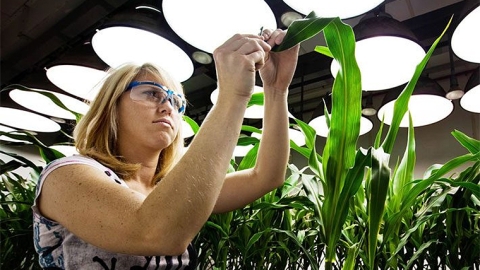 Modifying corn genetically