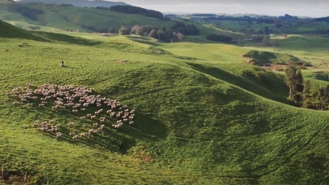 Sheep on hillside