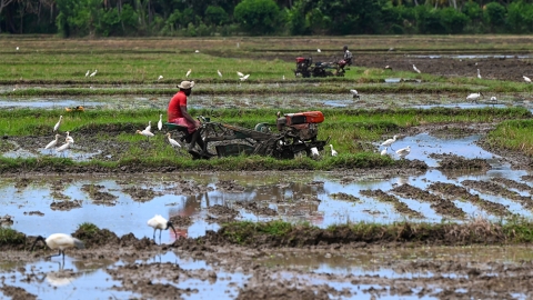 Sri Lanka rice farm