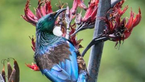 Tui on flax