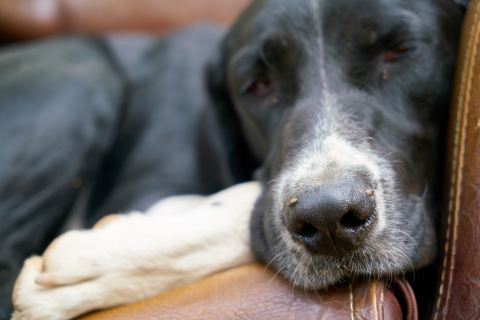 Dog lying on armchair.