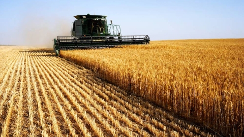 Wheat harvesting