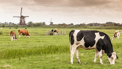 Dutch dairy farm