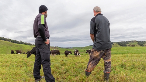 Farmers and cows