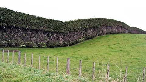 Hedge row