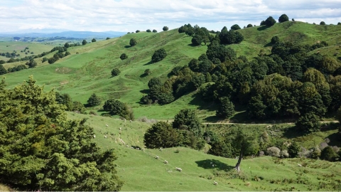 trees on farm