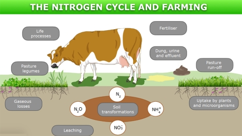 The nitrogen cycle