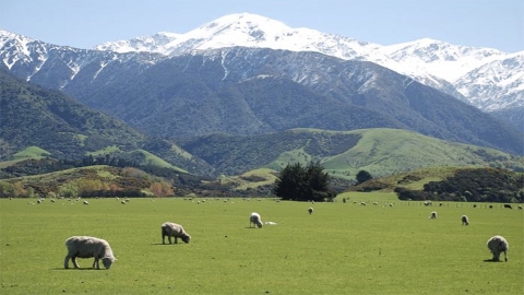 sheep farm pastoral scene