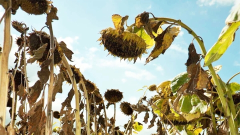 drought stressed sunflowers