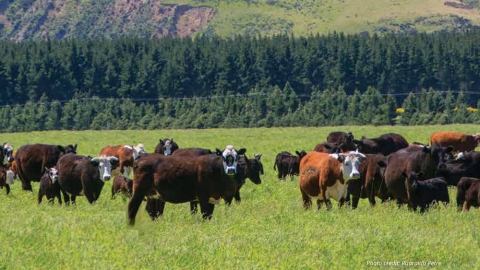 Cattle-grazing