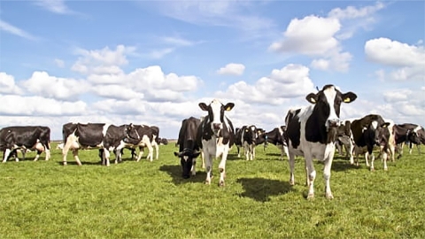 dairy cows, Canterbury
