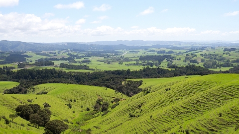 Farm Looking Out to Whangarei Heads and Ruakaka