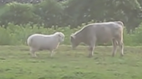Ram vs heifer